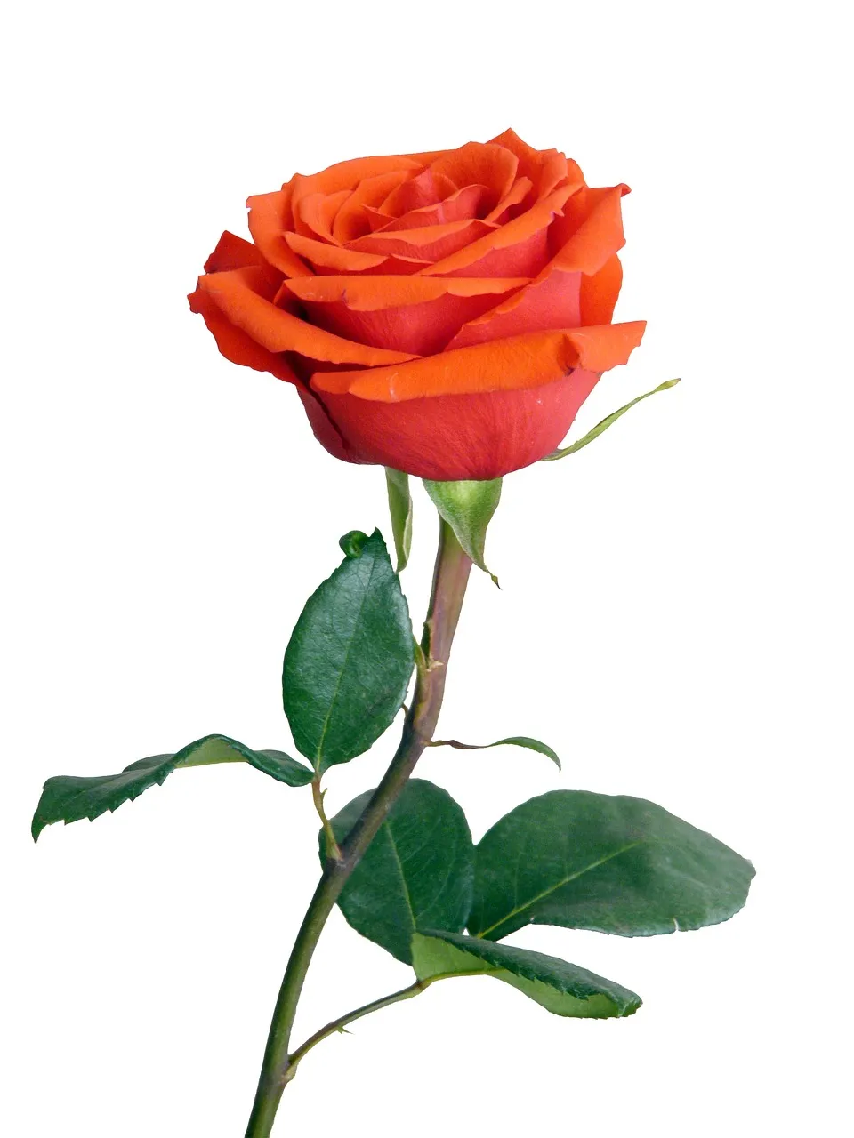 kirkland provence rose wine