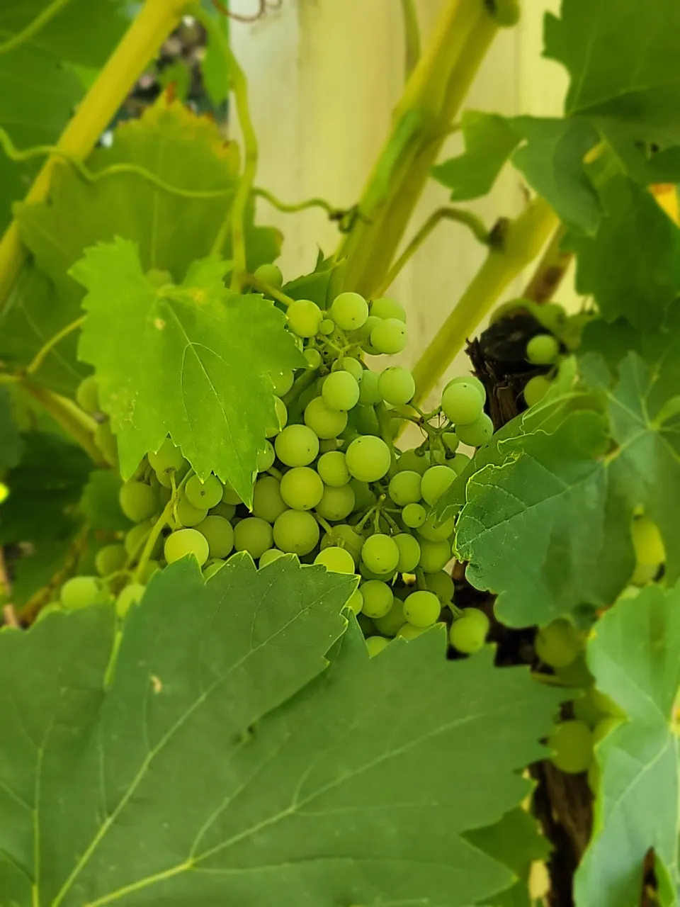cuvaison chardonnay vineyard
