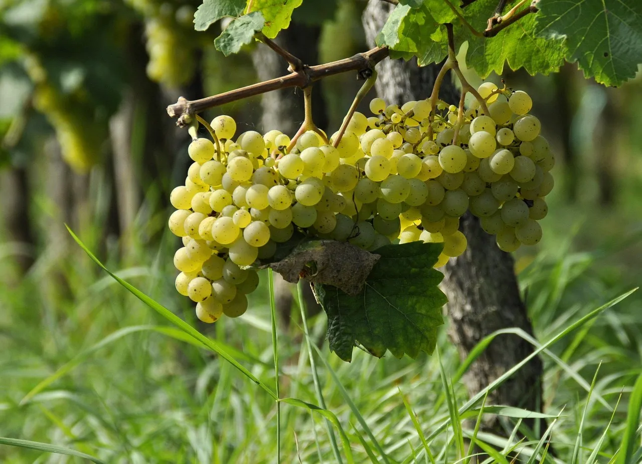 cuvaison chardonnay vineyard