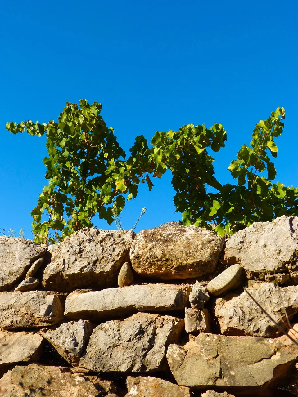 vineyard wedding