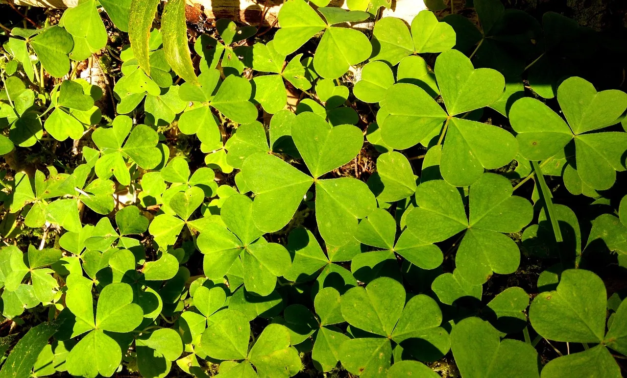st. patrick's day